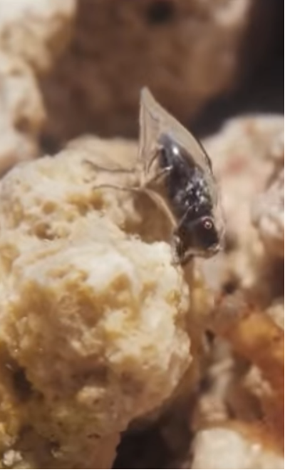 Bio-inspired Underwater Communication &amp; Diving System